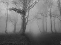 spooky beech forest / Ore Mountains  6DII 08228-2 NAL © Iven Eissner : Böhmen, Europa, Nebel, Tschechien, Wetter