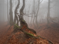 spooky beech forest  6DII 08254 NAL © Iven Eissner : Böhmen, Europa, Nebel, Tschechien, Wetter