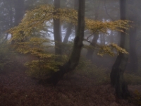 Nebel im Herbstwald, tschechisches Erzgebirge  6D 148143 2k © Iven Eissner : Aufnahmeort, Böhmen, Erzgebirge, Europa, Ore Mountains, Tschechien