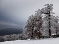 Der erste Schnee, tschechisches Erzgebirge  6D 152282 2k © Iven Eissner