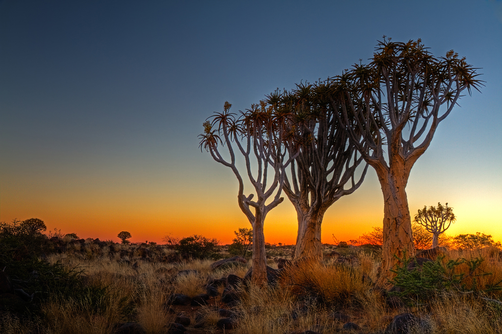 IMG_07386_HDR_7D_1024.jpg - Köcherbäume, Namibia
