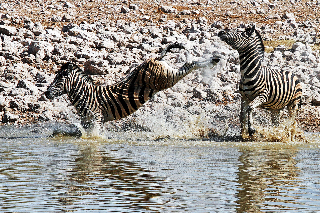 IMG_10688_7D_1024.jpg - Zebras, Etosha, Namibia