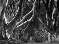 The Dark Heges  (Antrim, Nordirland)  6D 54292 sw 2k © Iven Eissner : Aufnahmeort, Bäume, County Antrim, Europa, Landschaft, Nordirland, Pflanzen, UK