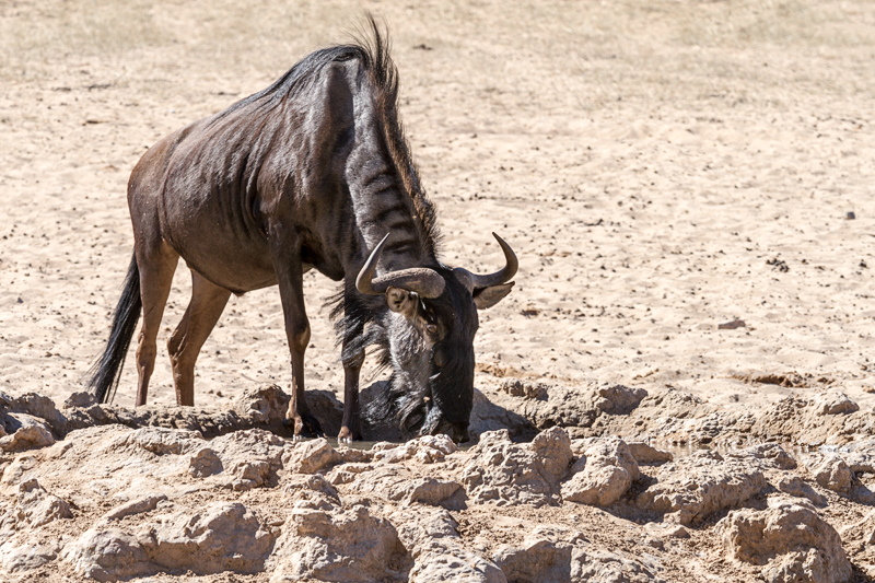 7D_17064_RAW_800.jpg - Gnu (Kgalagadi Transfrontier Park RSA)