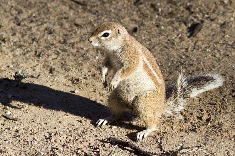 7D_17084_RAW_800.jpg - Erdhörnchen (Kgalagadi Transfrontier Park RSA)