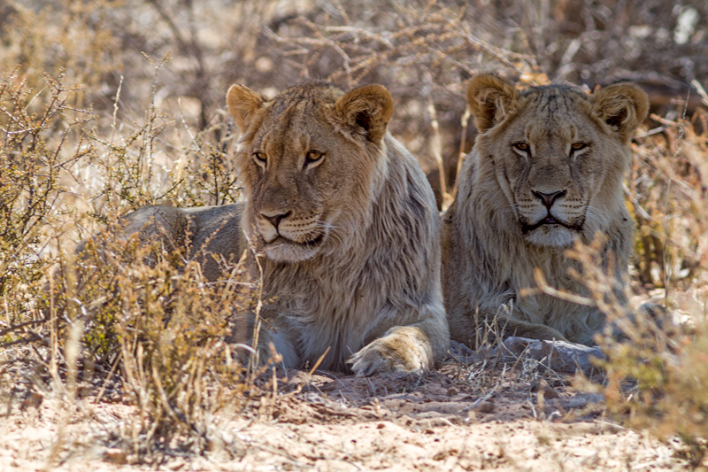 7D_17231_RAW_800.jpg - Gelangweilte Löwen (Kgalagadi Transfrontier Park RSA)