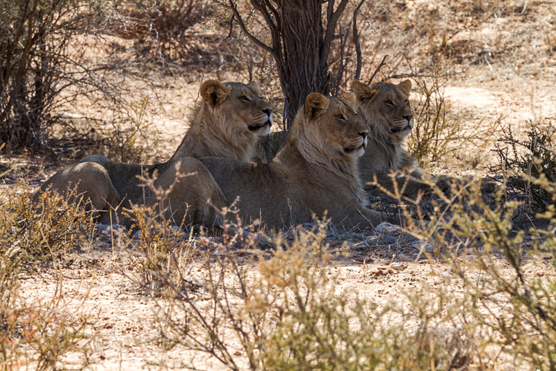 7D_17274_800.jpg - Aufmerksame Beobachter, Löwen (Kgalagadi Transfrontier Park RSA)