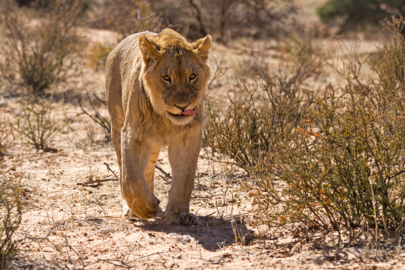 7D_17296_RAW_800.jpg - Hunger oder nur Appetit? Löwin (Kgalagadi Transfrontier Park RSA)