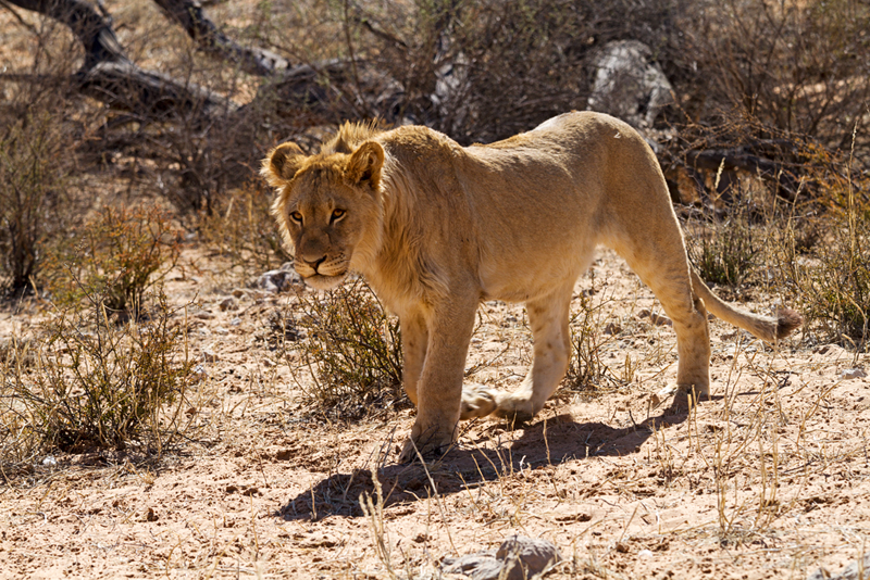 7D_17345_800.jpg - Löwe (Kgalagadi Transfrontier Park RSA)