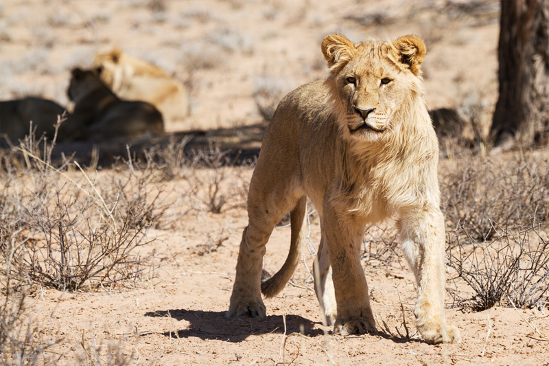 7D_17363_RAW_800.jpg - Löwe (Kgalagadi Transfrontier Park RSA)