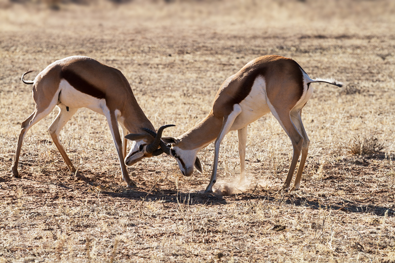 7D_17581_RAW_800.jpg - Streitsam, Springböcke (Kgalagadi Transfrontier Park RSA)