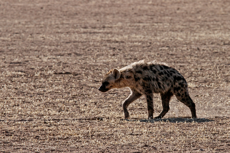 7D_17584_RAW_800.jpg - Kein Schönheitspreis, Tüpfelhyäne (Kgalagadi Transfrontier Park RSA)