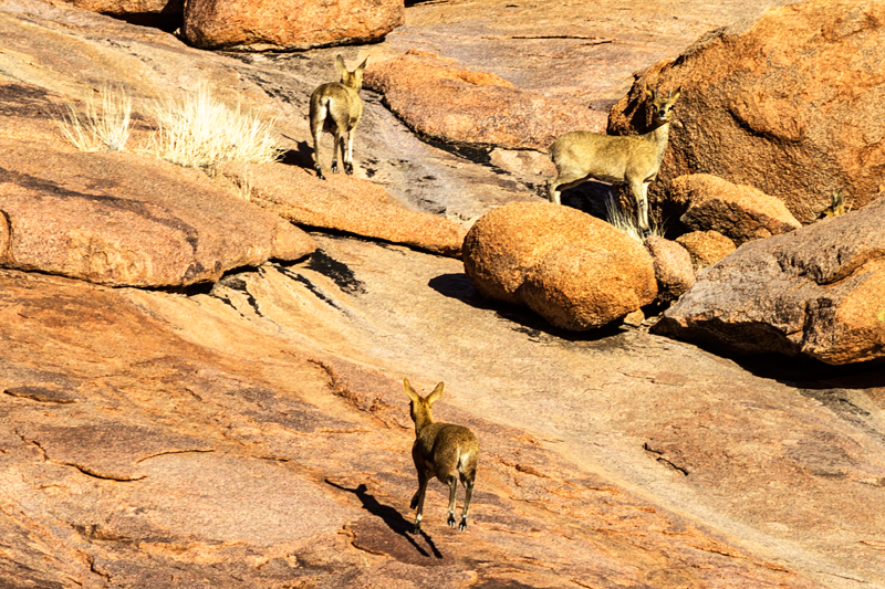 7D_18392_RAW_800.jpg - Klipspringer (Koiimasis)