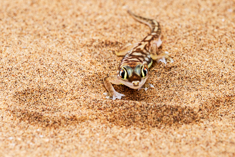 7D_20141_RAW_800.jpg - Neugierig, Namibgecko (Dorob-Nationalpark)