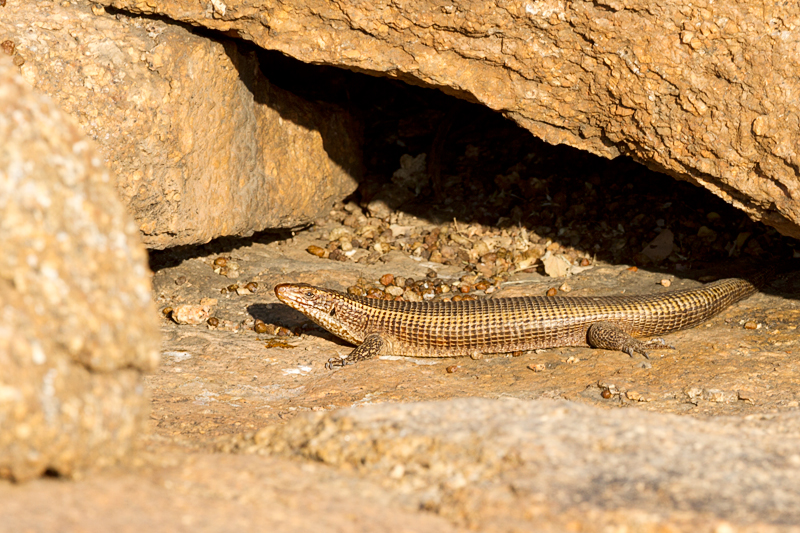 7D_20560_RAW_800.jpg - Waran (?) (Spitzkoppe)