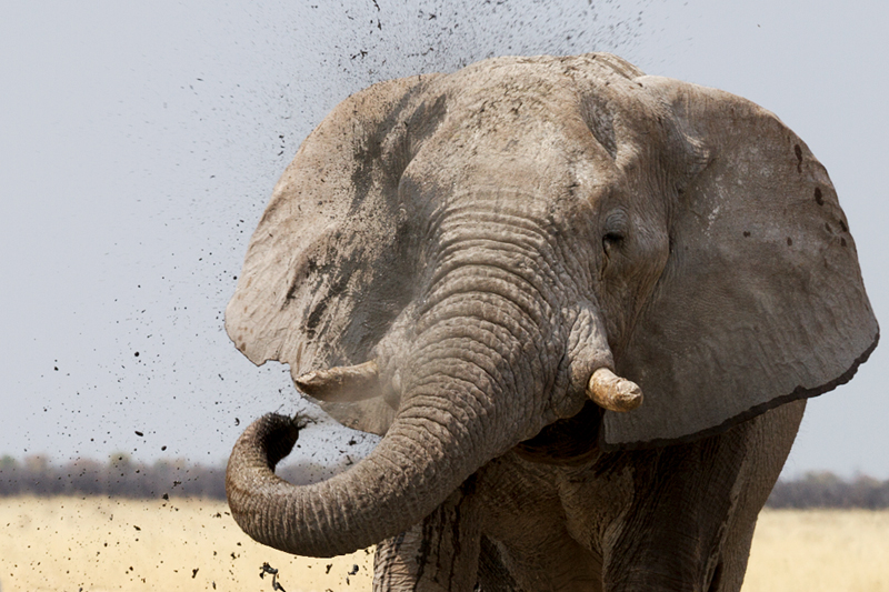 7D_21105_A_800.jpg - Schlammdusche (Etosha)