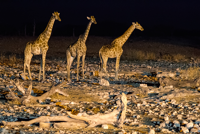 7D_21310_800.jpg - Grazien am Pool (Giraffen beim geduldigen Warten vorm Wasserloch, Etosha)