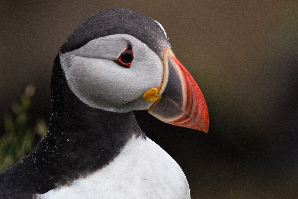 6D_77411_1024.jpg - Papageientaucher (Lundi / Puffin)