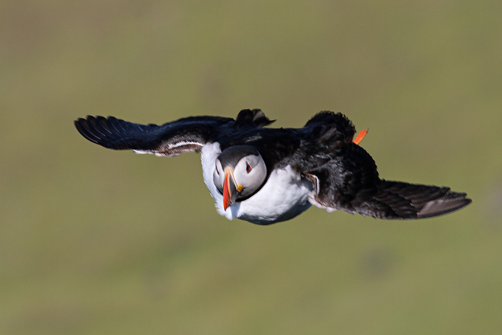 D7_28368_1024.jpg - Air Lundi im Tiefflug