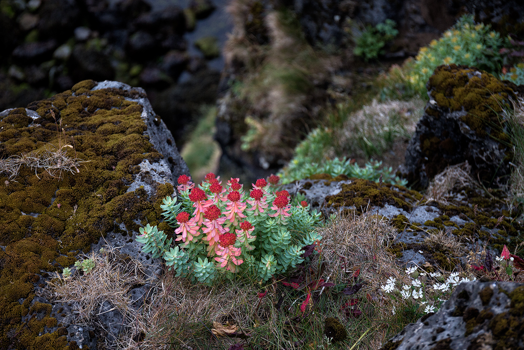 6D_71090_1024.jpg - Blumen an der wunderbar zerklüfteten Küste zwischen Arnarstapi und Helmar