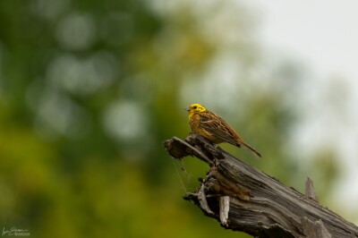 a7IV_25_9229-_NAL Goldammer