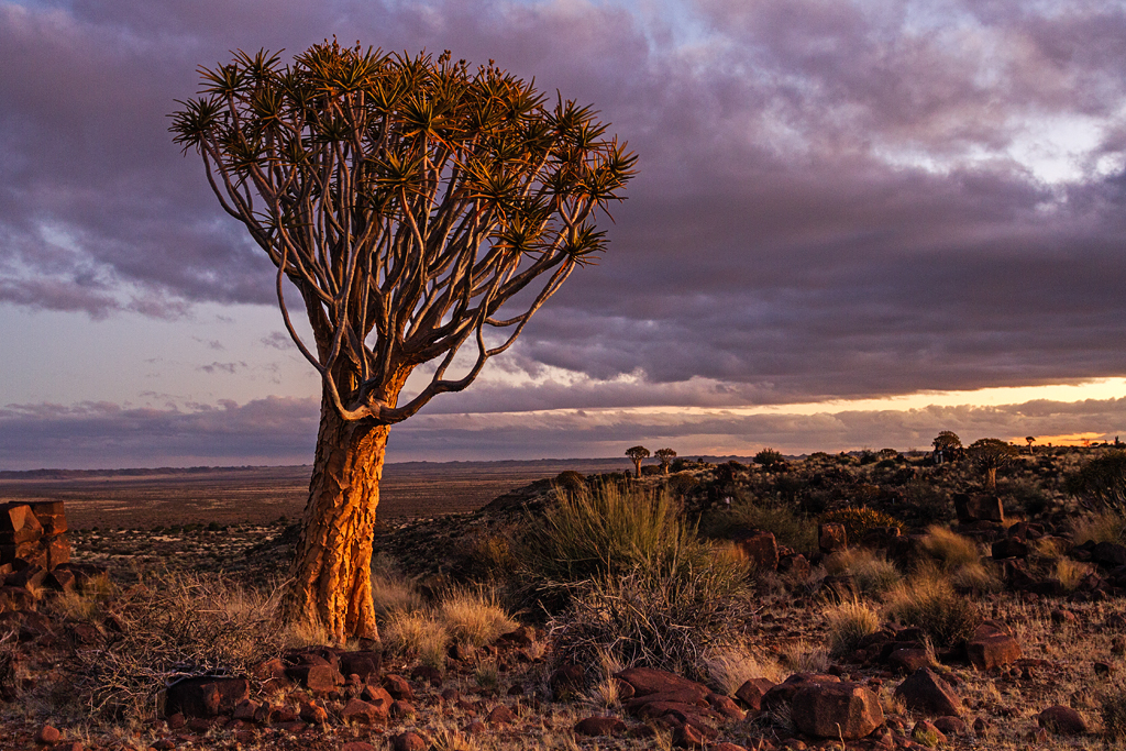 7D_17754_RAW_1024.jpg - Köcherbaum, Namibia
