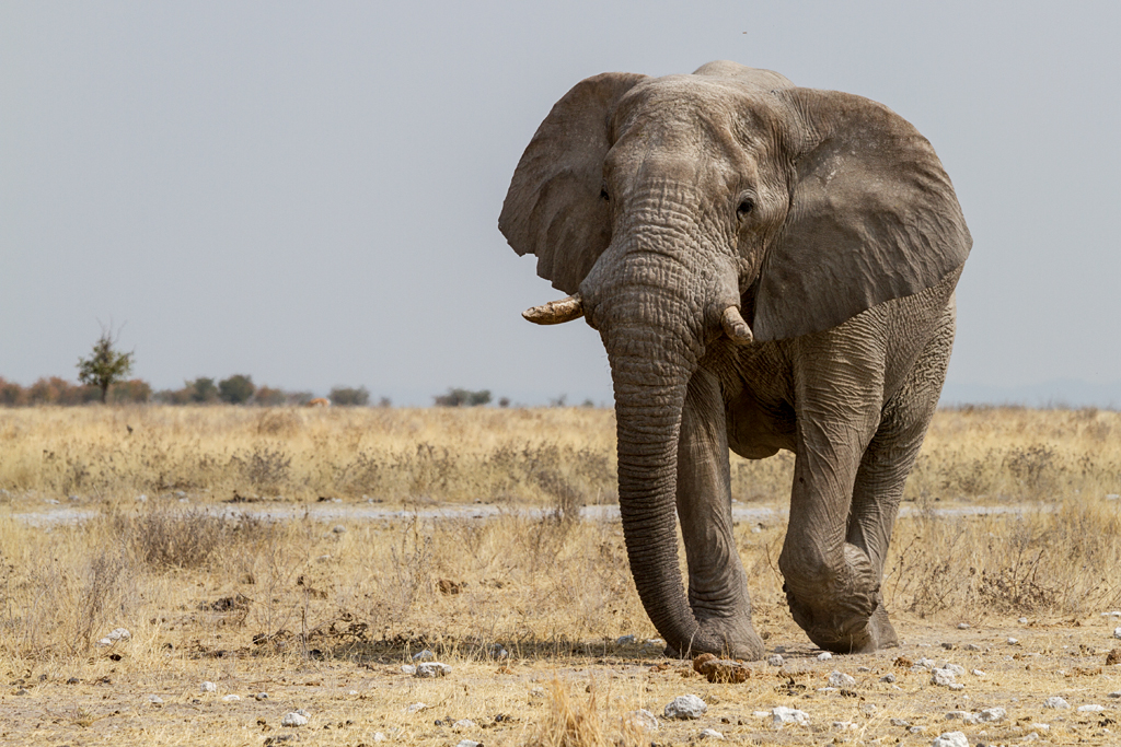 7D_21091_1024.jpg - Elefant, Etosha NP, Namibia