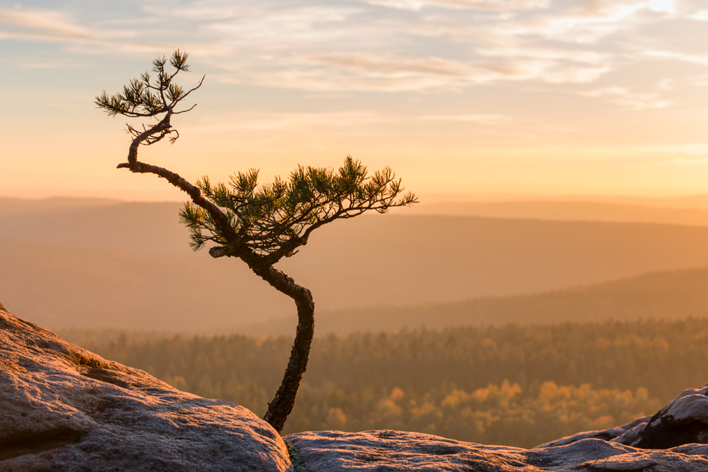 6D_10416_1204.jpg - Bonsai, Elbsandsteingebirge