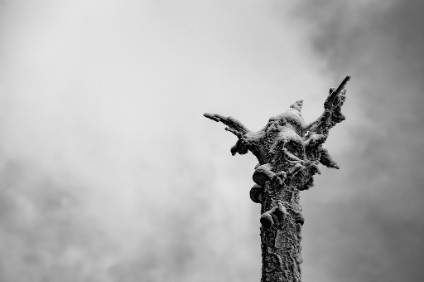 6D_102562_sw_1024 'Totem Pole', toter Baum, Böhmische Schweiz