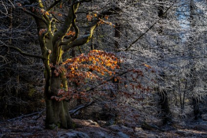 Verzauberter Wald