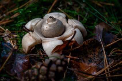 a6500_25_0413_NAL Erdstern (Geastrum)