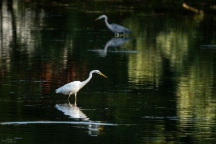 a7IV_25_2332_NAL Silberreiher (Ardea alba)