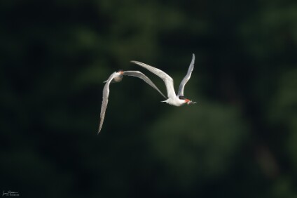 a7IV_25_3177_NAL Flußseeschwalben