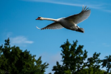 a7IV_25_3453_NAL Höckerschwan