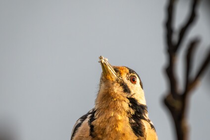 a7IV_25_6660_NAL Buntspecht (Dendrocopos major)