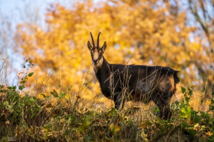a7IV_25_7034_NAL Gämse in Nordböhmen