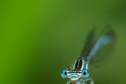a7IV_26_03854_NAL Blaue Federlibelle (Platycnemis pennipes)