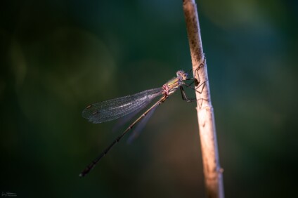 a7IV_26_06883_NAL