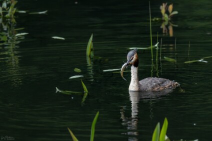 a7IV_26_1359_NAL Haubentaucher (Podiceps cristatus)