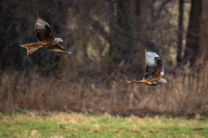 a7IV_26_1478_NAL Rotmilane (Milvus milvus)