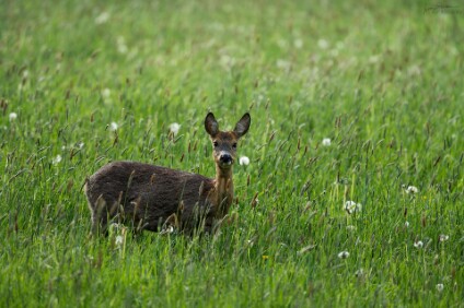 a7IV_26_1903_NAL Reh (Capreolus capreolus)