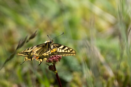 a7IV_26_2462_NAL Schwalbenschwanz (Papilio machaon)