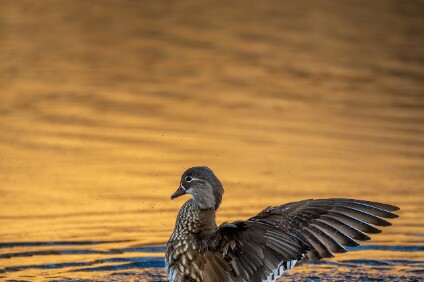 a7IV_26_2495_NAL Mandarinente (Aix galericulata)