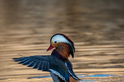 a7IV_26_2516_NAL Mandarinenten-Erpel (Aix galericulata)