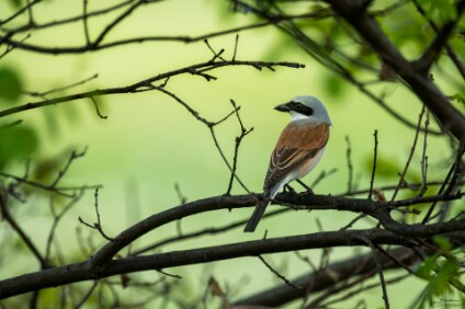 a7IV_26_3098_NAL Neuntöter (Lanius collurio)