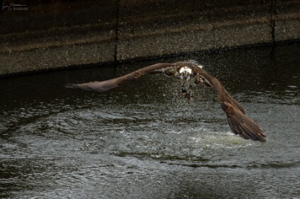 a7IV_26_6353_NAL Fischadler (Pandion haliaetus) mit Beute