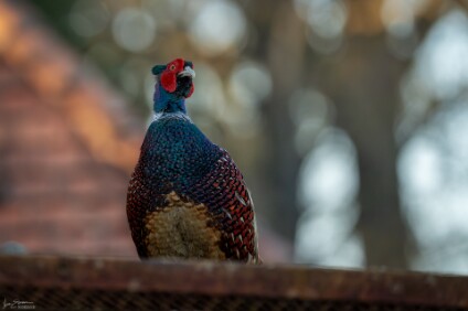 a7IV_26_7069_NAL Fasan (Phasianus colchicus)