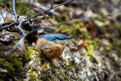 a7IV_26_7393_NAL Kleiber (Sitta europaea)