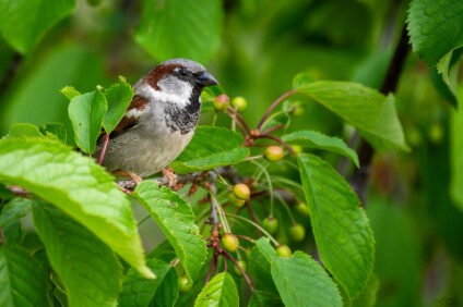 a7V_26_00022_NAL Haussperling (Passer domesticus)