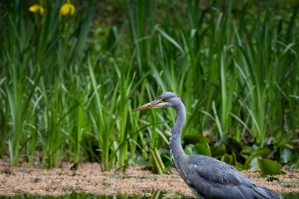 a7V_26_00117_NAL Graureiher (Ardea cinerea)